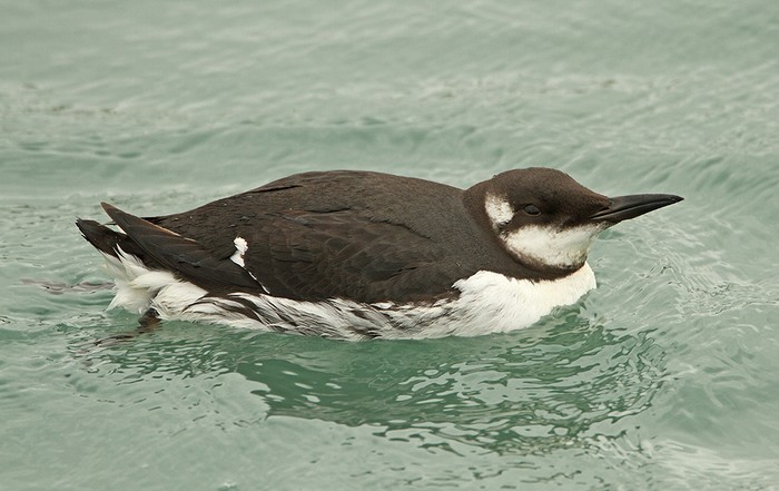 Guillemot