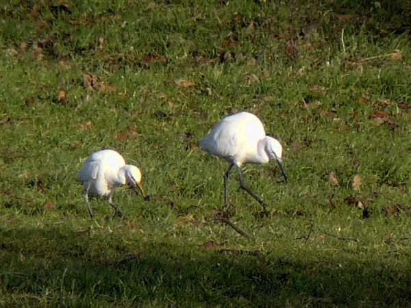Cattle Egret