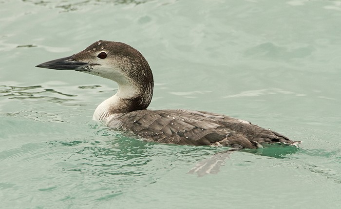Great Northern Diver
