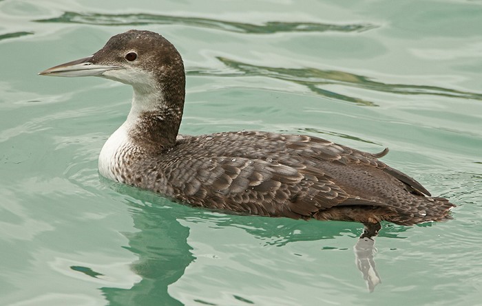 Great Northern Diver