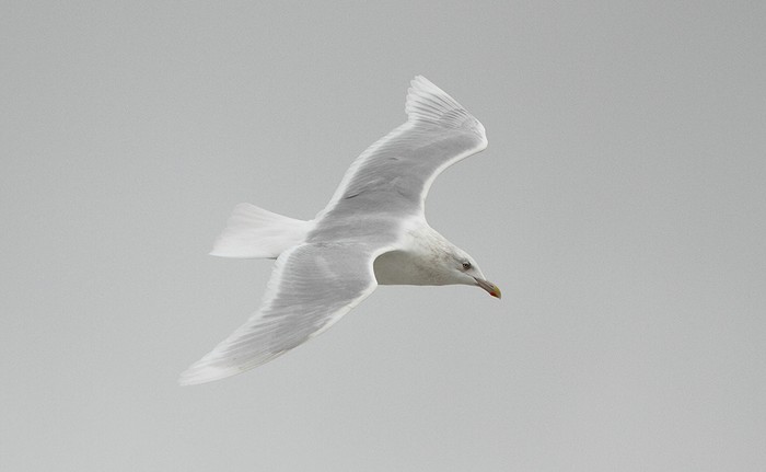 Glaucous Gull