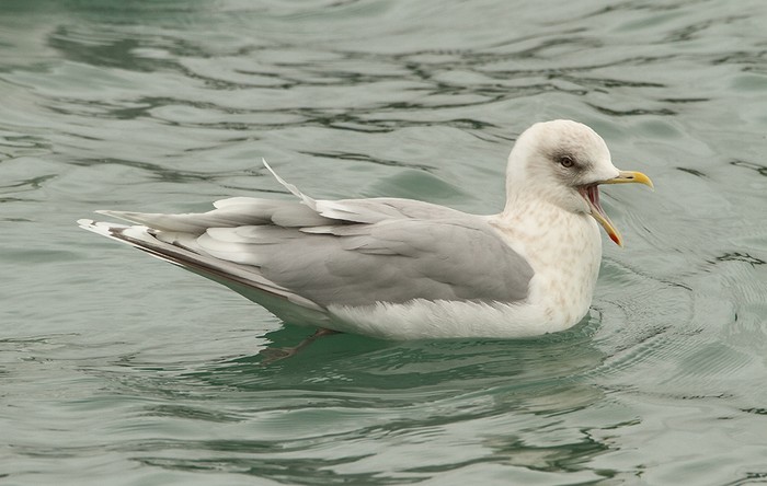 Kumlien's Gull
