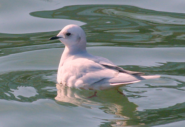 Ross's Gull