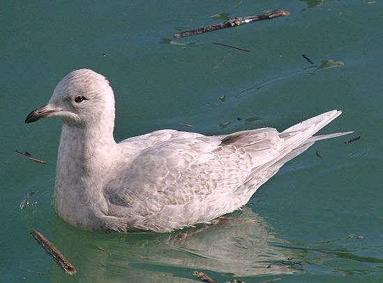 Kumlien's Gull