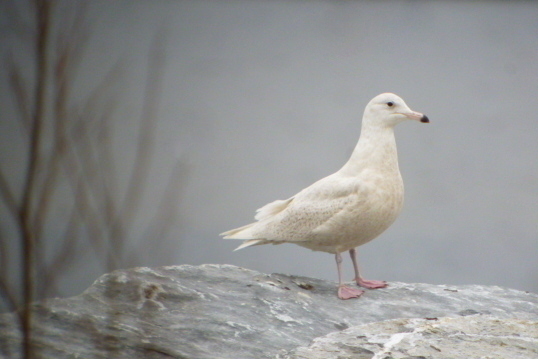 Glaucous Gull
