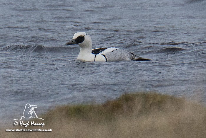 Smew