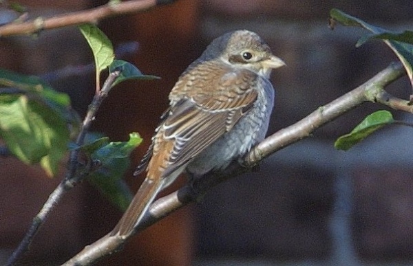 Red-backed Shrike
