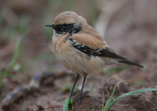Desert Wheatear