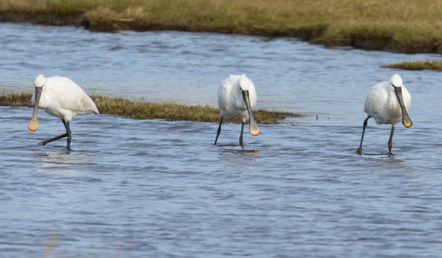 Spoonbill