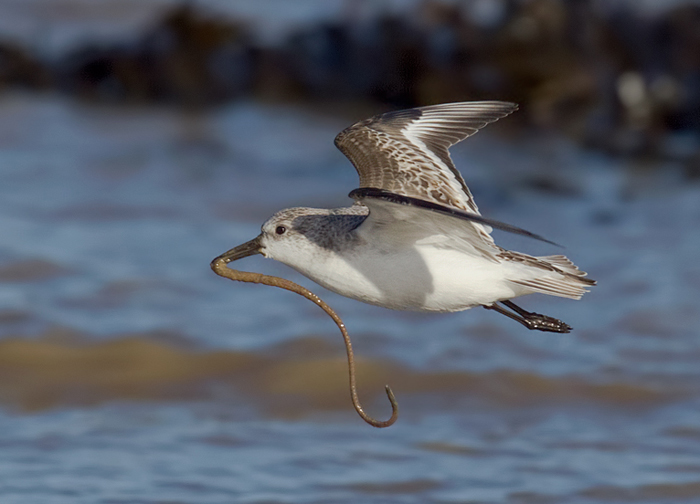 Sanderling