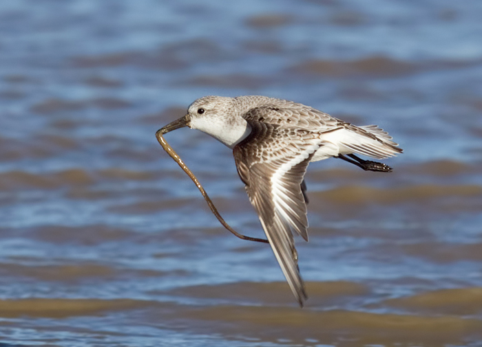 Sanderling