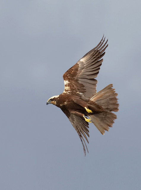 Marsh Harrier