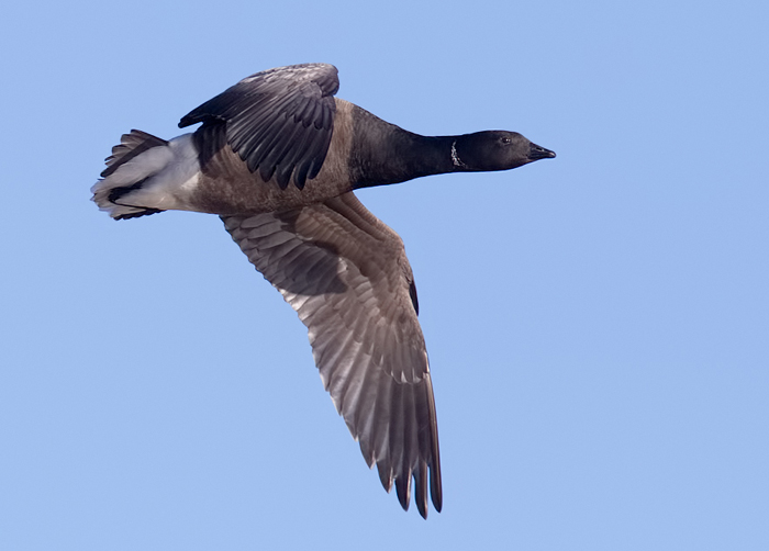 Brent Goose
