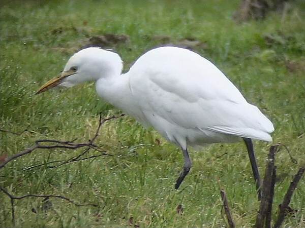 Cattle Egret