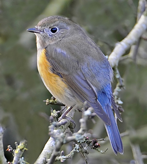 Red-flanked Bluetail