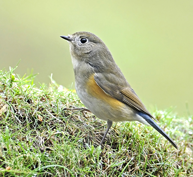 Red-flanked Bluetail