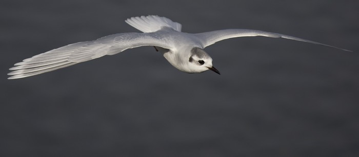 Little Gull