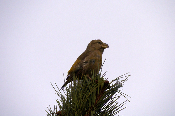 Parrot Crossbill