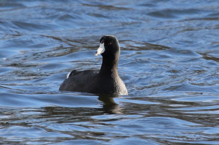 American Coot