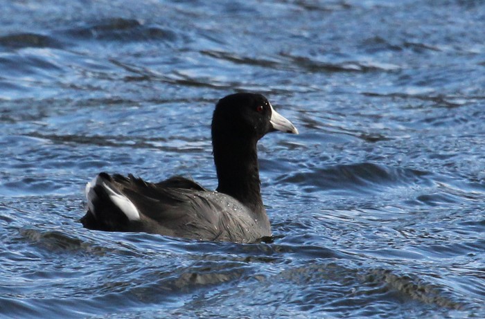 American Coot