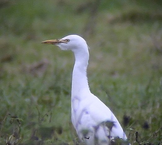 Cattle Egret