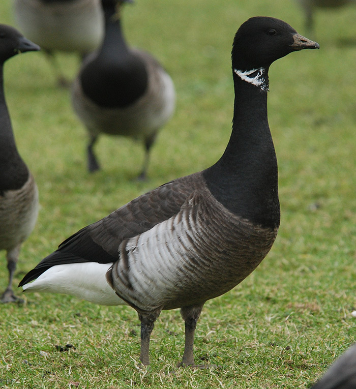 Grey-bellied Brant
