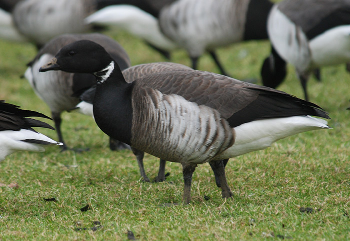 Grey-bellied Brant