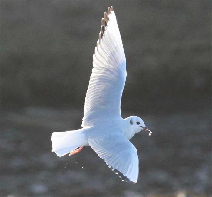 Bonaparte's Gull