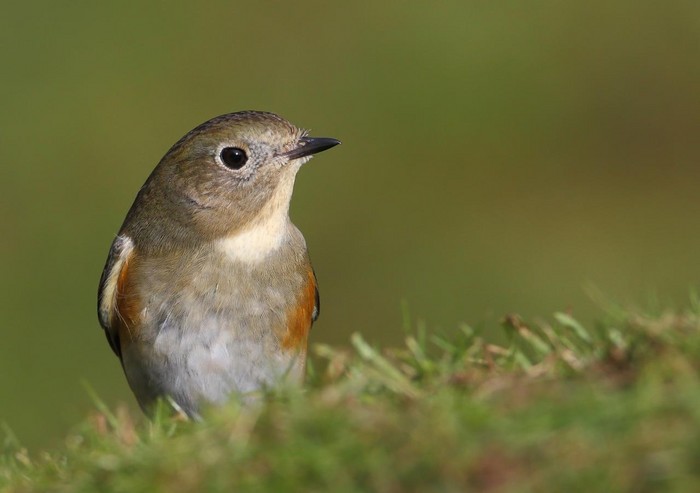 Red-flanked Bluetail