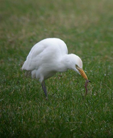 Cattle Egret