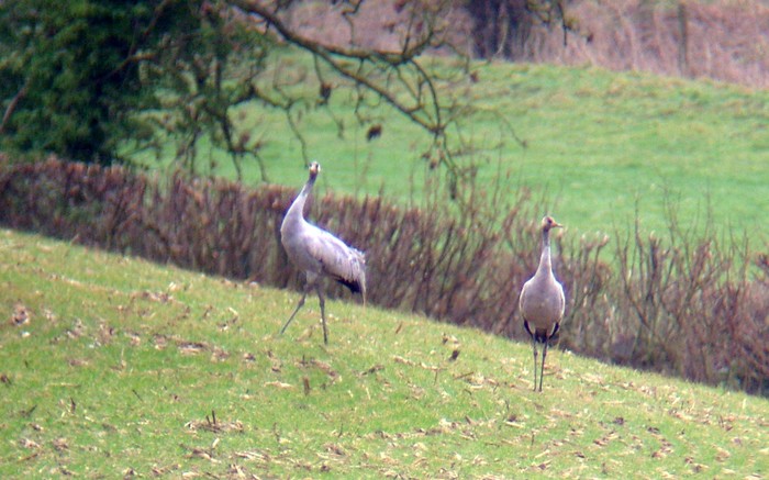 Common Crane