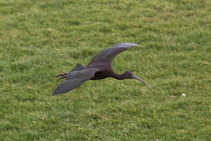 Glossy Ibis