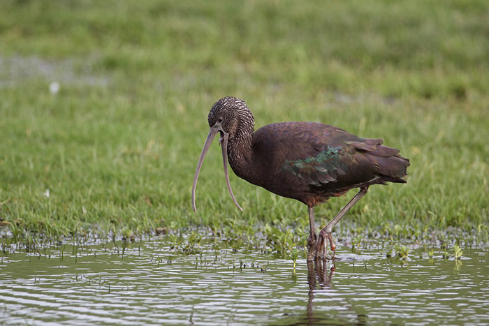 Glossy Ibis