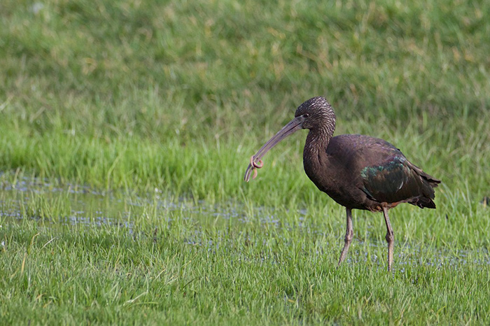 Glossy Ibis