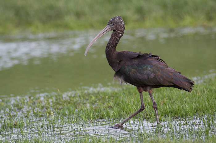 Glossy Ibis