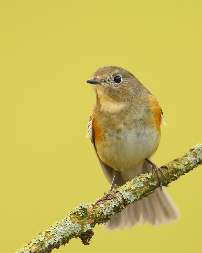 Red-flanked Bluetail