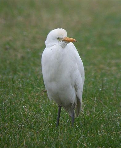 Cattle Egret
