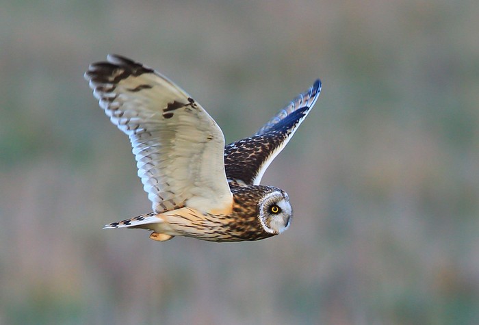 Short-eared Owl