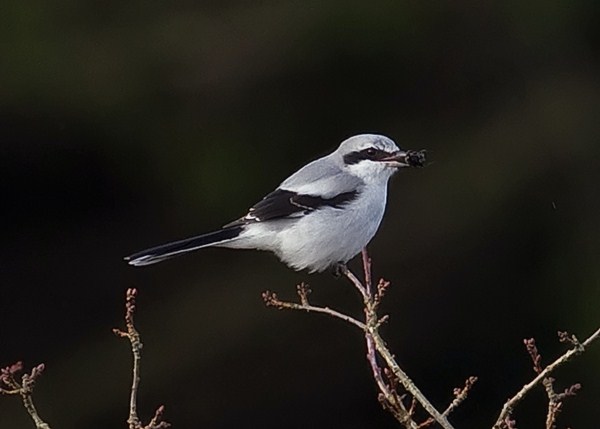 Great Grey Shrike