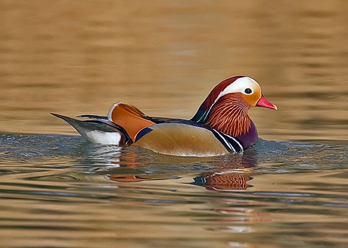 Mandarin