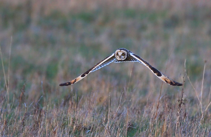 Short-eared Owl