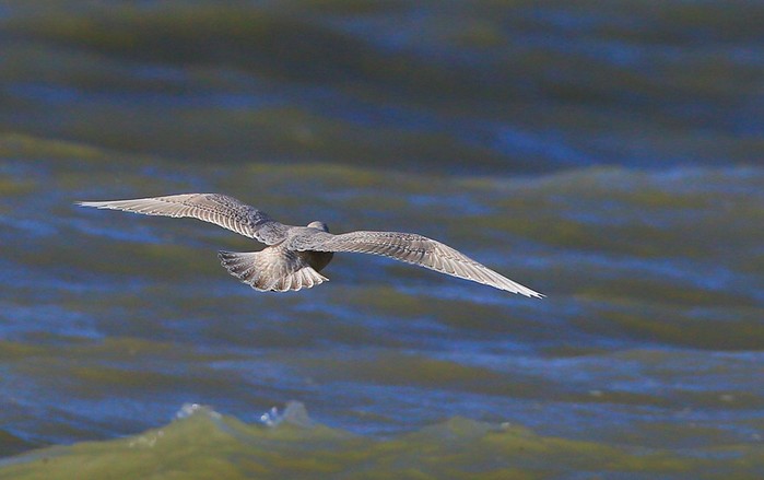 Iceland Gull