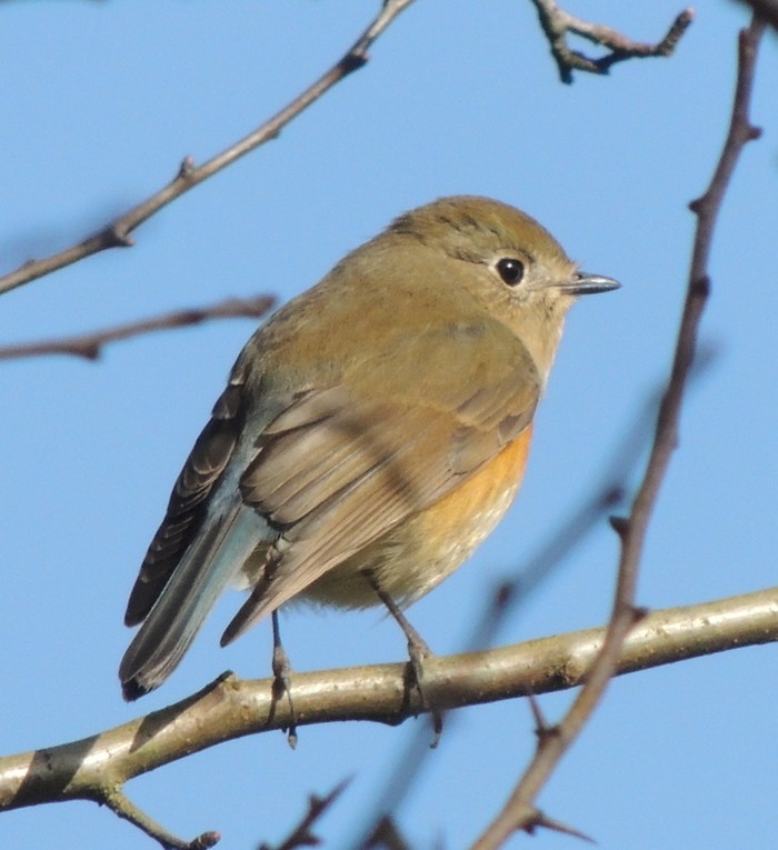 Red-flanked Bluetail