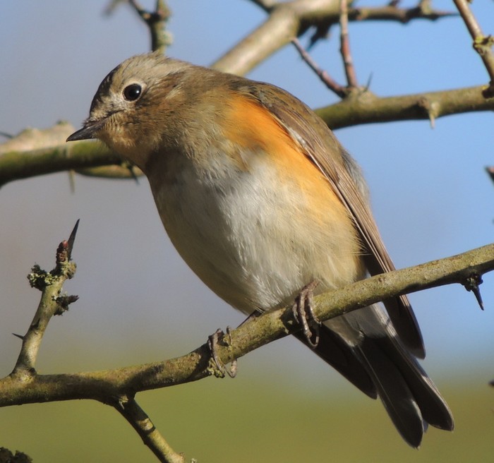 Red-flanked Bluetail