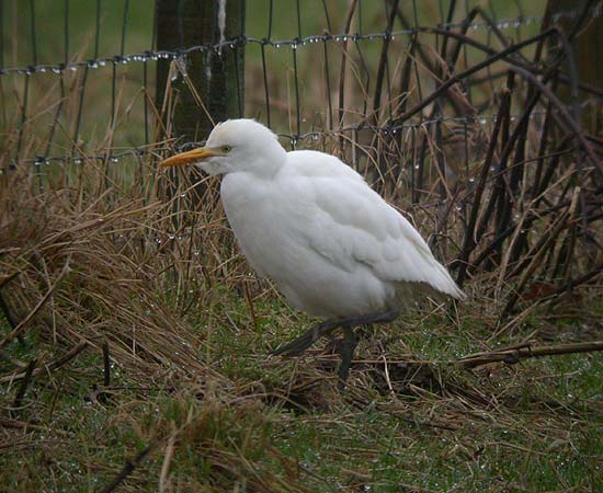 Cattle Egret