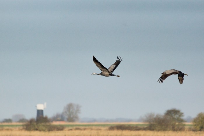 Common Crane
