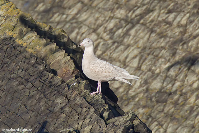 Glaucous Gull