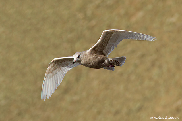 Glaucous Gull