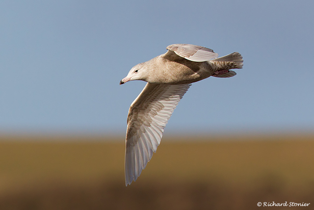 Glaucous Gull