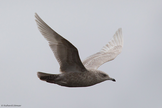 Iceland Gull